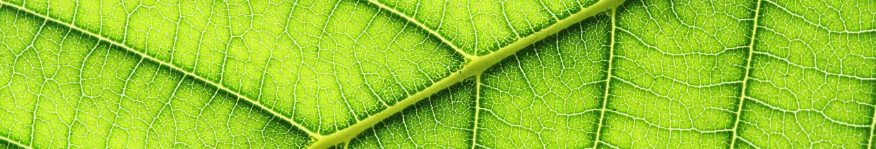 sustain_leaf.jpg