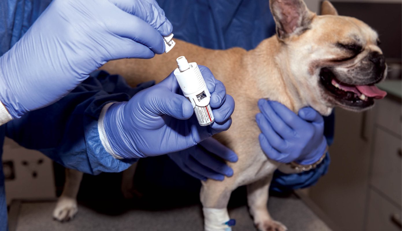 Hazardous Drugs In Veterinary Medicine